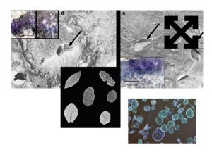 Image: Crytoendolith, digital collage, sweat and clenching, 2016-2022.